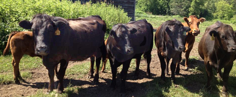 GRIFFITH Farm & Market