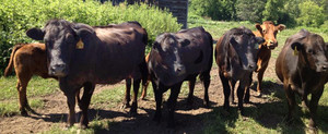GRIFFITH Farm & Market